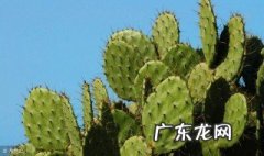 仙人掌防辐射是真的吗 仙人掌防辐射是真的吗?谣言的起源