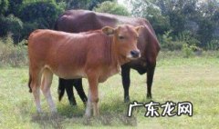 关于牛的成语 关于牛的成语故事