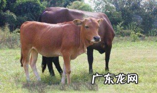 关于牛的成语 关于牛的成语故事