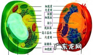 高尔基体在细胞运输货物中起重要的交通枢纽作用 高尔基体在细胞运输中起什么作用