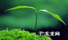 种子萌发的条件 种子萌发的条件是什么什么三种