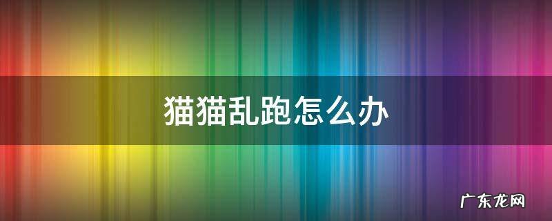 猫猫乱跑怎么办 宠物猫乱跑怎么办