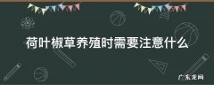 荷叶椒草养护 荷叶椒草养殖时需要注意什么
