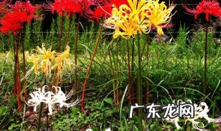 白色彼岸花花语寓意 白色彼岸花又叫什么名字
