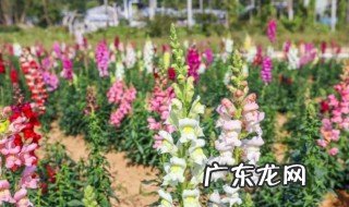 金鱼花的花语和寓意 金鱼花的花语和寓意是什么