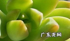 有什么多肉的花语是幸运吗 花语吉祥的多肉