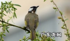白头鹎能不能家养 白头鹎可以家养吗