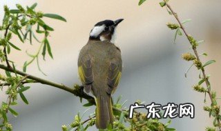 白头鹎能不能家养 白头鹎可以家养吗