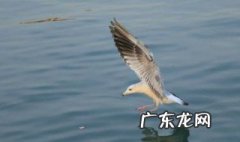 海上清洁工是什么鸟类的动物 海上清洁工是什么鸟