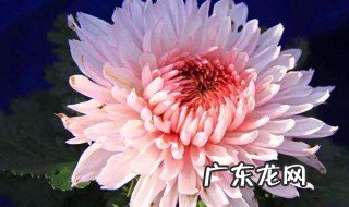 关于菊花的诗句 关于菊花的诗句和象征的品质