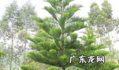 松柏树种在哪里比较好 松柏树适合种植什么地方