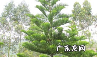 松柏树种在哪里比较好 松柏树适合种植什么地方