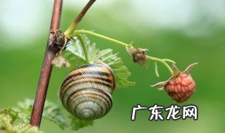 蜗牛生活需要什么 蜗牛生活需要什么什么什么等