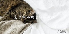 如何才能最准确地给小狗量体温？