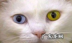 猫有一只瞳孔放大意味着什么 猫咪一只瞳孔大一只瞳孔小