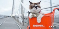 如何简单地画一只可爱的kitty猫？