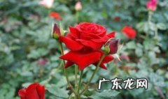 粉色玫瑰配满天星是什么花语 粉色玫瑰花配满天星什么意思