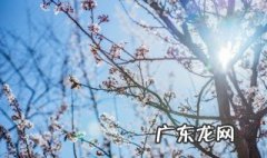 关于梅花的古诗全首 关于梅花的古诗全首诗