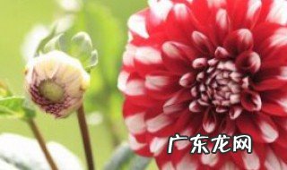 大丽花种植方法和时间视频 大丽花种植方法和时间
