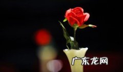 新手种花的步骤有哪些 新手种花的步骤