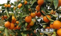 金橘喜欢阳光吗还是阴凉 金橘喜欢阳光吗