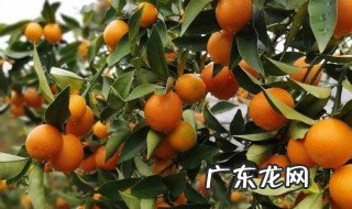 金橘喜欢阳光吗还是阴凉 金橘喜欢阳光吗