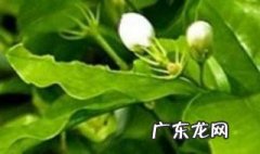 茉莉花叶发蔫是怎么回事 茉莉花叶子蔫是什么原因