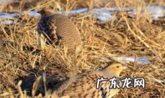 鹌鹑怎么下的蛋 鹌鹑怎么下的蛋好