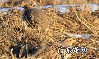 鹌鹑怎么下的蛋 鹌鹑怎么下的蛋好