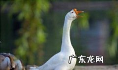 春江水暖鸭先知的上一句 春江水春江水暖鸭先知的上一句