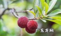 杨梅的生长环境及条件 杨梅树生长环境条件