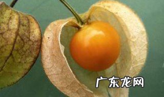 灯笼果几月种 灯笼果几月种植好