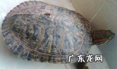 养龟为什么不能养双风水 养龟为什么不能养双