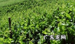 小叶黄杨耐寒最低温度是多少 小叶黄杨耐寒几度