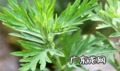 艾草的作用功效 艾草的作用