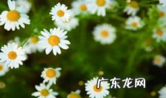 洋甘菊的功效与作用 洋甘菊纯露的功效与作用