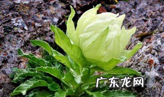 天山雪莲的功效与作用 天山雪菊的功效与作用