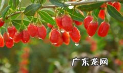 枸杞功效与作用 枸杞功效与作用的功能