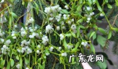 槲寄生的功效与作用 槲寄生的功效与作用点