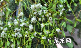 槲寄生的功效与作用 槲寄生的功效与作用点