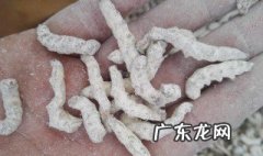 僵蚕的作用与功效 蜜麸僵蚕的作用与功效
