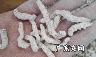 僵蚕的作用与功效 蜜麸僵蚕的作用与功效