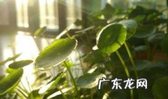 金钱草的作用和功能图片 金钱草的作用