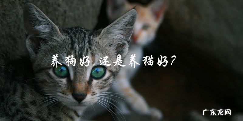 养宠物:到底是养狗更好,还是养猫更好?