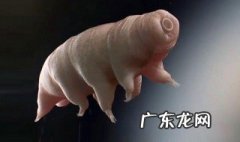 水熊虫寿命是多少年永生 水熊虫寿命是多少年