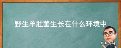 野生羊肚菌一般生长在哪里 野生羊肚菌生长在什么环境中