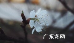 春雷响下一句是什么 春雷响下一句是什么春雷什么时候