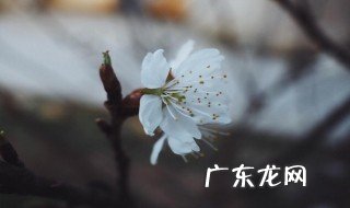 春雷响下一句是什么 春雷响下一句是什么春雷什么时候