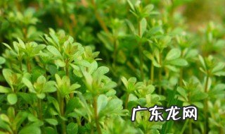 描写植物的现代诗 描写植物的现代诗歌四年级