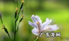 爱丽丝的花语 爱丽丝花又叫什么